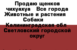 Продаю щенков чихуахуа - Все города Животные и растения » Собаки   . Калининградская обл.,Светловский городской округ 